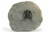 Spiny Cyphaspis Trilobite - Ofaten, Morocco #245932-3